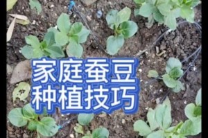玫瑰摘心打顶的时间与方法（技巧让你轻松掌握，培育美丽花园的秘诀）