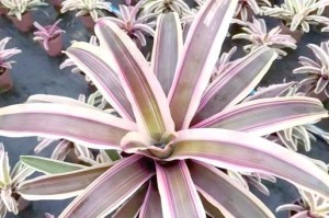 空气凤梨的花期（探究空气凤梨开花的时节和方法）