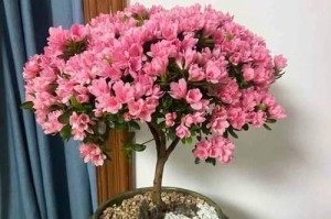 杜鹃红山茶的养殖方法和养护要点（轻松打造美丽庭院，）