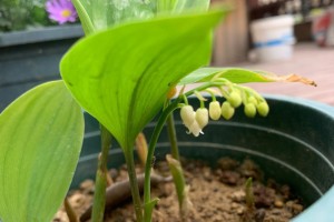 解密铃兰花期，芬芳何时绽放（铃兰花期、开花时间、如何培育、保存方法）