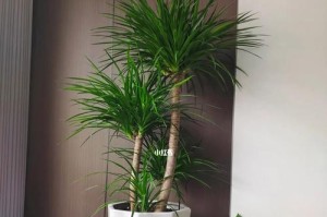 龙血树换盆指南（什么时候、怎样换盆才是最佳时间和方法）