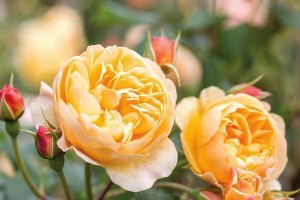 冬日养花攻略（选择适合冬季养殖的花卉，让冬天也有缤纷色彩）