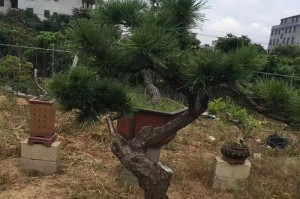 打造优美盆景，从配土开始（掌握黑松盆景配土方法与种植土壤，让你的盆景更有特色）