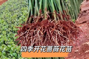 蔷薇花的种植及护理方法（从选苗到浇水，这里有你需要的全部！）
