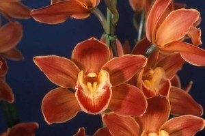 建兰喜阴还是喜阳？（探讨兰花喜光性的种植要点）