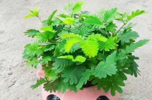 怎么救活金银花叶子蔫了？（教你一招，让金银花重新焕发生机！）