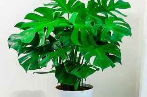 手把手教你吊草种植技巧，打造盆景最佳选择！（怎样养护吊草，让它更旺盛？）