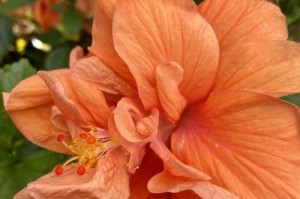 扶桑花扦插繁殖方法图解（一步步教你如何让扶桑花变得更美）