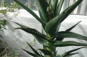 夏天盆栽芦荟的养护全指南（轻松培养绿意盎然的夏日芦荟）