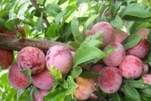 李子树肥料之选：选择正确的肥料为您的李子树施肥