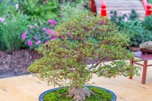 种植室内桂花的全攻略（如何在家中欣赏桂花香气？）
