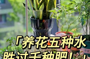 富贵树的正确浇水方法（掌握富贵树浇水时间，让它更富贵）