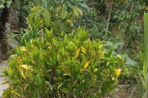 探究金银花的生长条件和特性（了解金银花的生长环境和特点，合理种植获得高产）