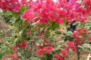 同安红三角梅勤花的生命之美（以勤花为名，品味花的生命力与美丽）