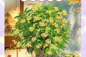桂花树盆栽的冬季养护方法（寒冬保护、合理浇水、控制温度）
