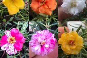 解读太阳花的颜色（从黄色到红色，了解太阳花的色彩之美）