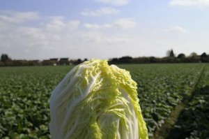 春节种植，蔬菜新鲜采摘！（春节适合种什么蔬菜？）