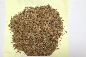 射干的生长周期及特点（探究射干的生长周期、影响因素以及栽培技巧）