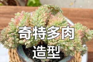 多肉植物的缀化之道（探索多肉植物如何成为室内装饰的焦点）