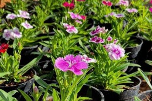 五彩石竹的花期是什么时候？（探秘五彩石竹的开花时间和观赏技巧）
