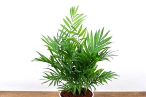 探寻椰子的植物学之谜（揭秘椰子的单子叶植物身份）
