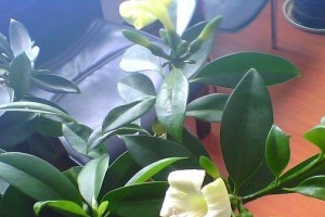 非洲茉莉的养殖和养护方法详解（掌握这些技巧，让你的非洲茉莉健康生长）
