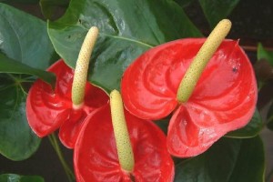 探索单子叶植物世界（了解单子叶植物的生命特征和多样性）