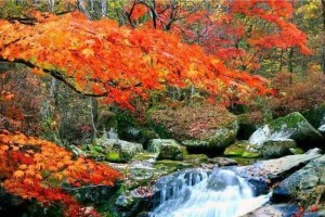 枫叶代表的象征意义（探究加拿大国旗上的枫叶与中国文化中的枫叶）