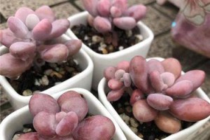 多肉桃蛋度夏安全指南（全面了解多肉桃蛋度夏的要点及安全措施）