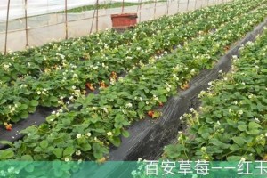 草莓细高徒长的治疗方法（从营养、生长环境、剪枝等方面调整）