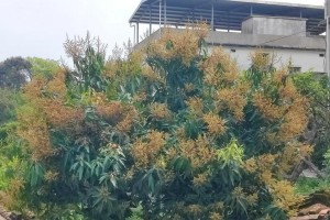 种植芒果树，让家里更有生机（家庭种植芒果树的好处及技巧）
