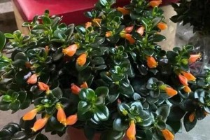 室内养金鱼花，是个好主意吗？