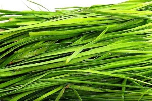 韭菜种子催芽指南（如何快速催芽韭菜种子？——种子，催芽，方法）