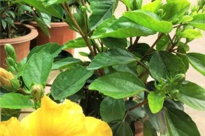 扶桑花不开花怎么办（教你调节扶桑花生长环境，助你成功催花）