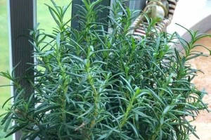 薄荷浇水的正确方法（打造健康茶叶必备技巧）