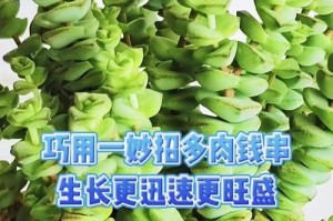 钱串根部干枯的治疗方法（如何防止钱串根部干枯，让植物保持健康生长）