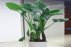 正确浇水方式，让滴水观音茁壮成长（掌握正确的浇水技巧，让滴水观音健康成长）