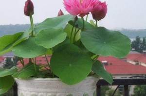 荷花——水生植物中的珍品（荷花的分类和特点）