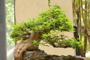红枫喜水？一探喜水植物的生长习性（探寻喜水植物的特点及适宜生长环境）
