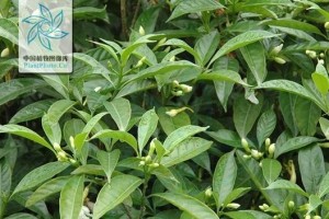 狗牙花的异调（探索狗牙花在洋地的独特魅力）