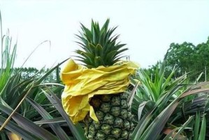 菠萝的生长周期与关键因素（揭秘菠萝生长过程，科学种植菠萝的关键要素）