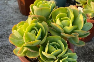 多肉碧桃的养殖方法和注意事项（打造多肉碧桃的完美家园）