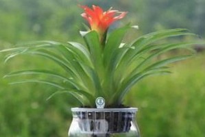 水中花园，植物精灵（探秘水中养植物的奥秘）