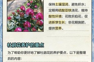 以杜鹃换盆怎么配土（培育健康的杜鹃植株的土壤选择与调整）