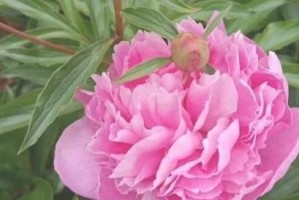 如何科学种植芍药（高产种植技术与管理方法）