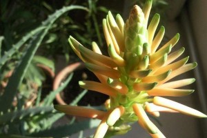 芦荟开花的预兆（探秘芦荟开花的时间、方式与作用）