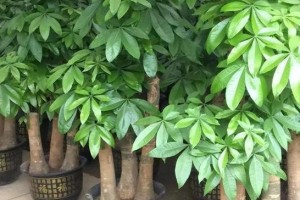 如何正确浇水，让你的发财树茁壮成长（掌握这些浇水技巧，让你的发财树倍增财气）