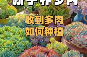 肉肉花怎么养殖能爆盆？（掌握这些技巧，一定能让肉肉花长得更加茂盛！）