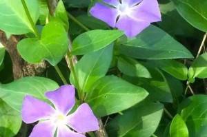 狗尾草开花的美丽之旅（探寻狗尾草花期、花朵和花语）