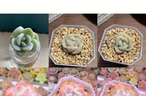 如何促进冰玉叶的发芽？（插植时间、水分、光照等多个方面详解）